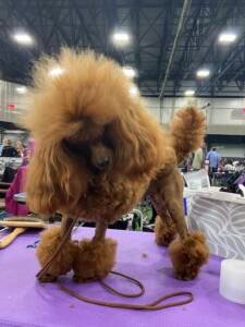 Moly 3 May Darling Sirius 225x300